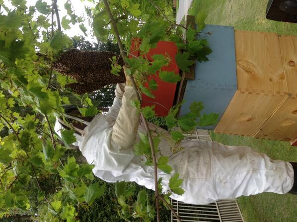 BeekeepingEduc tweet picture