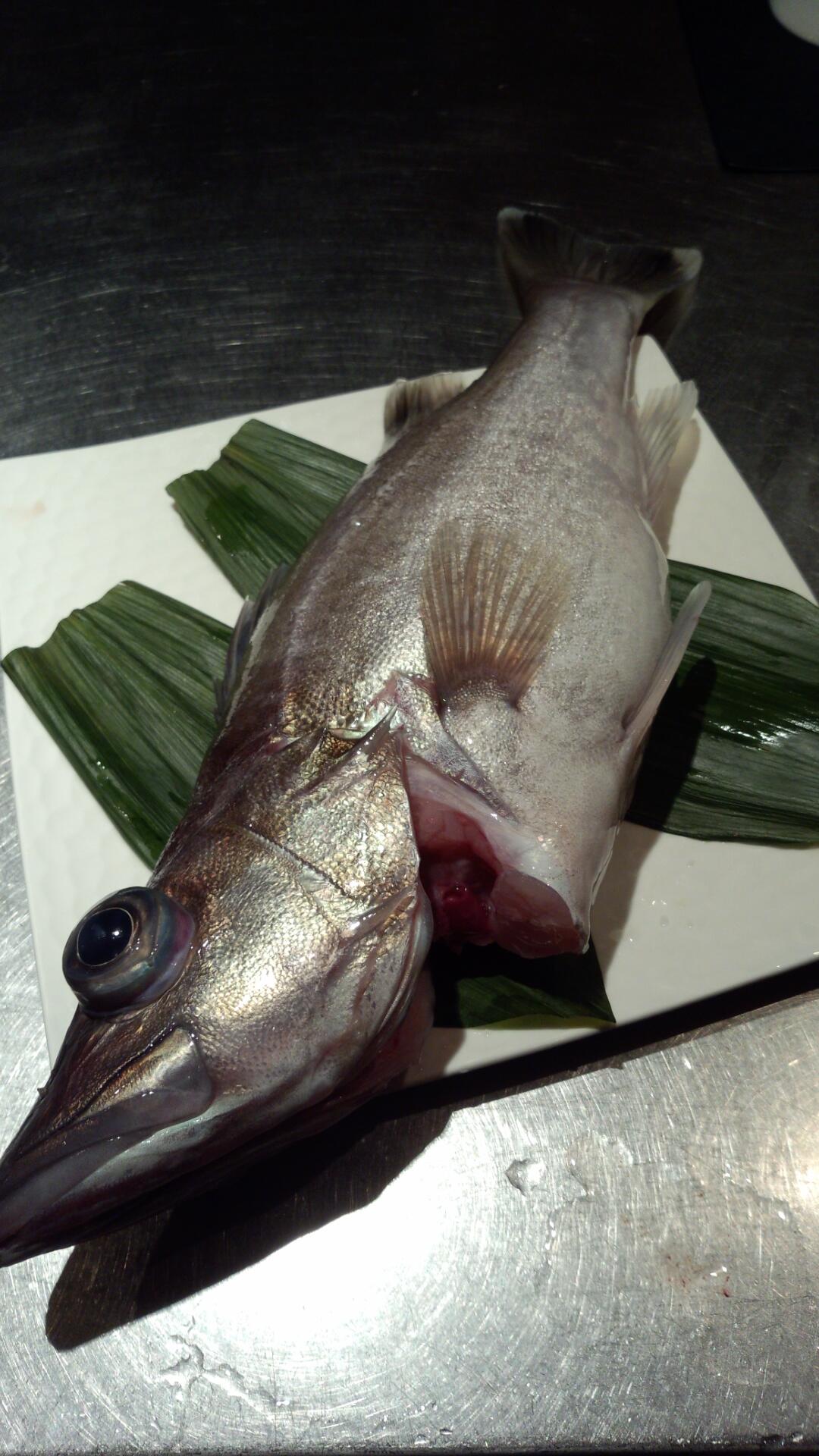 異風 自由が丘 珍しいお魚が届きました アラ です クエと似ている魚で スズキ目ハタ科の希少高級魚 今の季節が旬 鯛に似た白身魚で 上品な脂が美味 是非ともご賞味下さい Http T Co Jo4n6e9bu8 Twitter