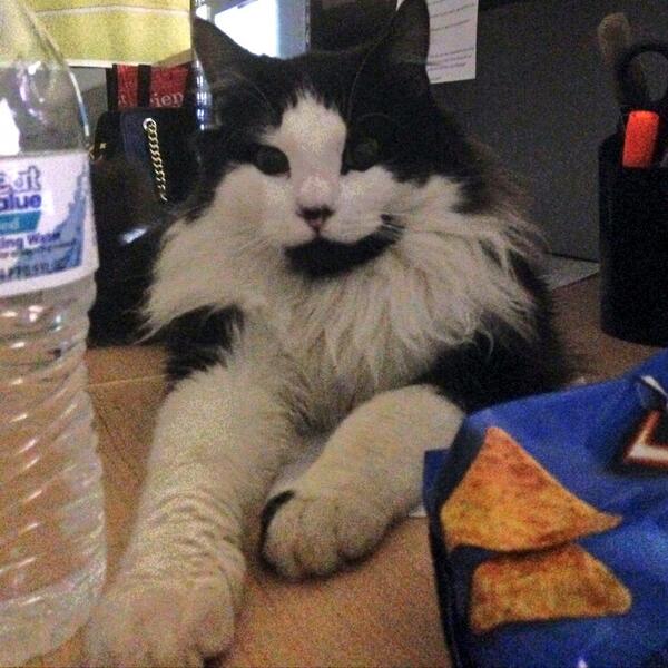 shay___w's tweet image. Took jack to work. We had a wicked time. #kitty #jackthecat #workingkitty