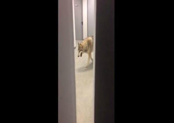 La lugeuse Kate Hansen a filmé un loup dans son hôtel de Sotchi lebuzz.eurosport.fr/article/une-at… #SochiProblems #SochiFail