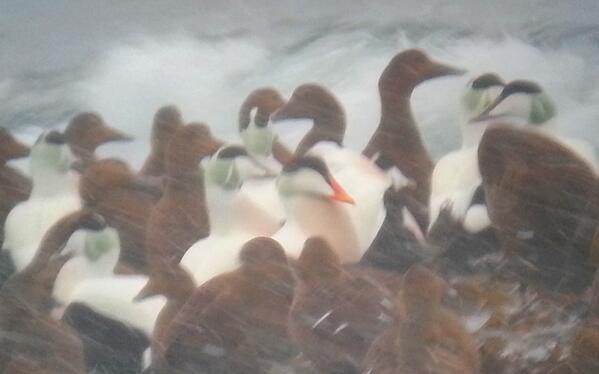 AlonzaGarbett's tweet photo. @WildlifeMag @BBCNature First Pacific Eider in Europe spotted in Arctic Norway, Varanger, Vardø by @AlonzaGarbett http://t.co/Hqqn35P2NI