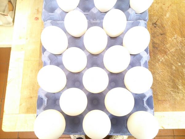 Goose eggs now in stock