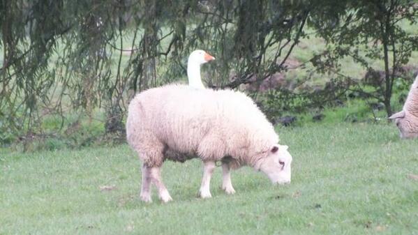 High security at the <a href="/FarmersOfTheUK/">Farmers Of The UK</a> farm. Geese patrolling in sheep tanks.