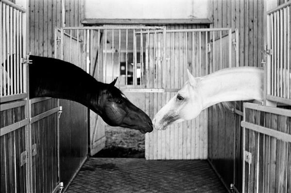 Butenko_Stable's tweet image. В загородном клубе "Конюшня Бутенко" лучший в Европе пансион для лошадей! butenko-stable.com.ua/index.php?news… +38 067 219 48 70