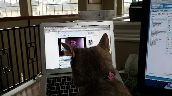 GeraldineGray's tweet photo. Cat is glued to @cloudysan vf remote objects. #codetalklive http://t.co/Jtv8hdtqYc