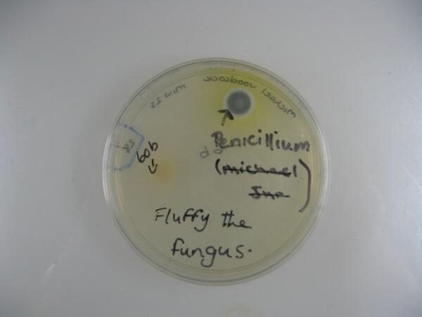 David Comont tweet media