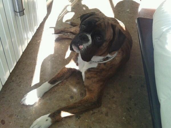 albertosgb69's tweet photo. como le gusta el solecito a este cabron http://t.co/5jBcf5QqyA