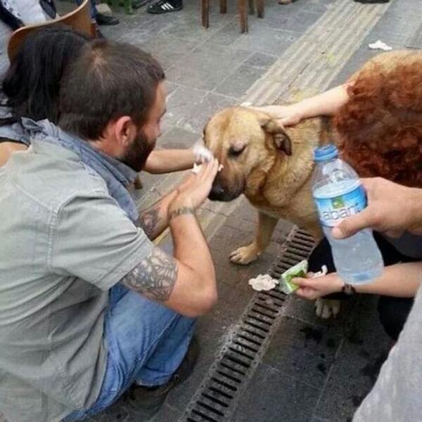 fmendoza7's tweet image. menos nico @igor_fuentes Los Animales se ven perjudicados q nosotros X el Gas lacrimogeno, ayudalos a ellos tambien