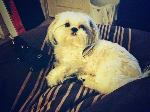 FluffyPupAlice's tweet image. Good morning everyone!! It's Thursday, which means it's almost Friday! Let's do this! #puppy #weekendclose #woof