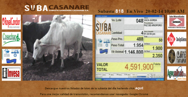 Subacasanare's tweet photo. Que buenos ganados hoy en la subasta 818... http://t.co/s40qAxG0XV