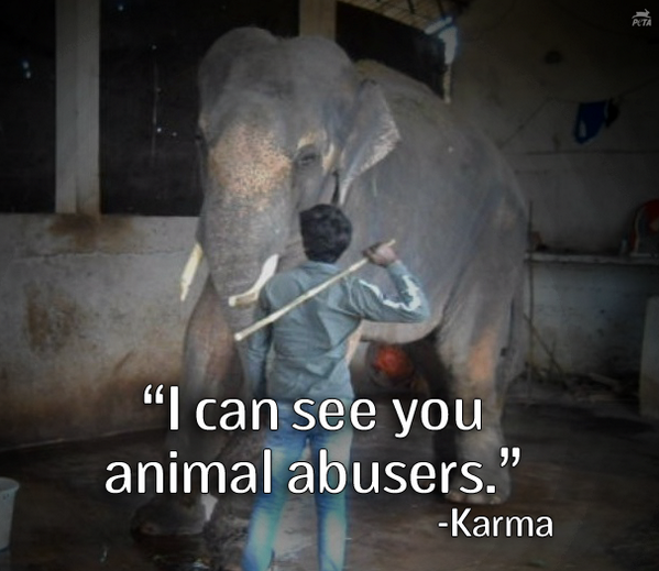 peta tweet picture
