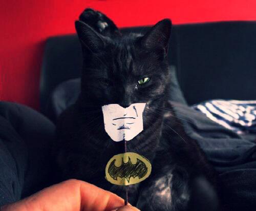 SupermanTweets's tweet photo. #LoveYourPetDay Make him Batman. 
#Take2 http://t.co/jkEUix1nX6