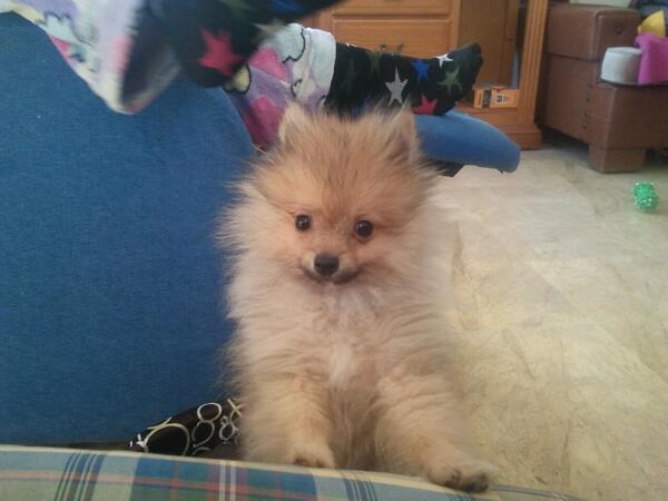 PilariiCa16's tweet photo. Lo mas guapo del mundo! http://t.co/n1NaUy4ljL