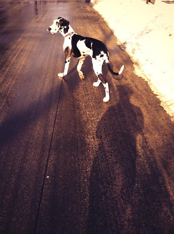 tonianavitolo's tweet image. Perfect day to take Baby for a nice walk #beautifulout 💁🐶