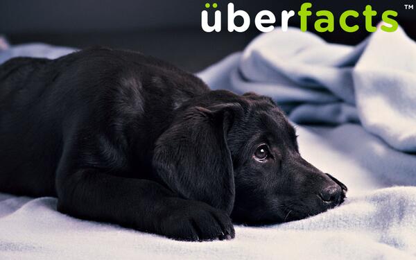 UberFacts's tweet image. Today is International Love Your Pet Day!
