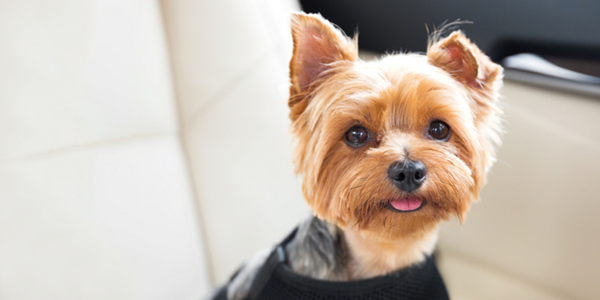 Skaha_Ford's tweet photo. It’s Love Your Pet Day! 5 tips to keep them safe on the road: http://t.co/jwQ2Q60Lwu http://t.co/S616Iu8UN8