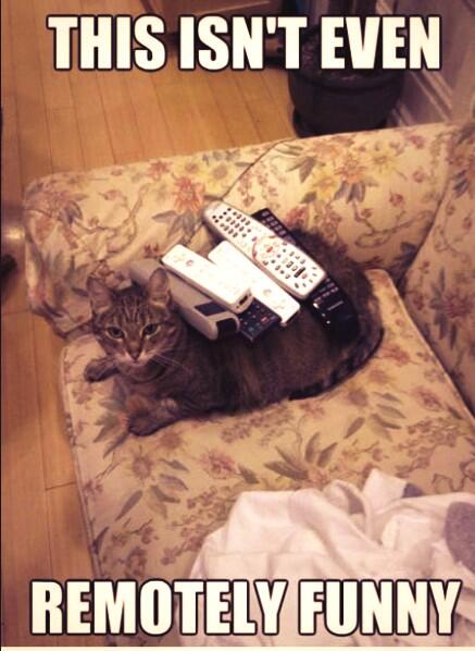 CatOverdose's tweet image. No pun intended..