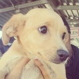 think_its's tweet image. Literally @ArianaGrande's dog melts my heart