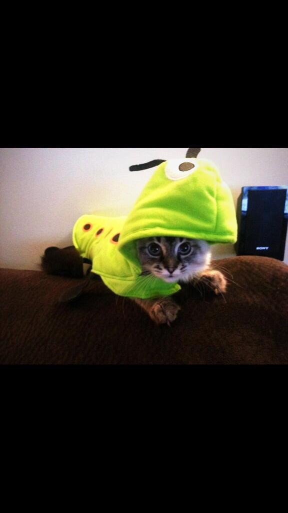 CatOverdose's tweet image. CATerpillar