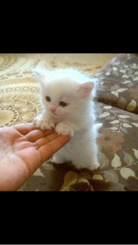 CatOverdose's tweet image. Hold my hand pwease