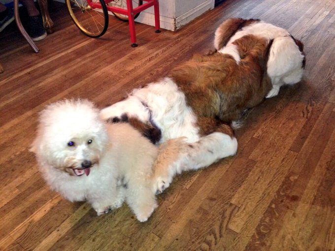 About to take dogs for a walk :) http://t.co/HMedOYWGOL