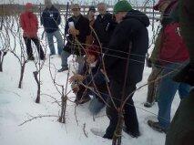 Pruning Clinic this Sat 9-noon at Clovelly Nurseries, Eastern Shore. All are welcome! Sign up marylandgrapes.org