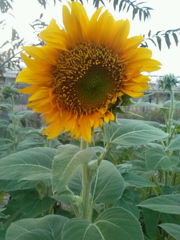 cjSengkea's tweet photo. Who can tell me what is this and what it name? #cjcambodia http://t.co/I9pu6gah80