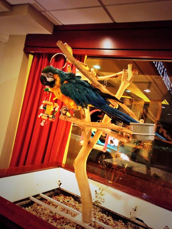 TheRDLab's tweet image. Bird is the word!