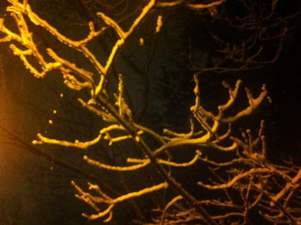 _TresGatos's tweet photo. #winterwonderland http://t.co/wElFlnlXf1