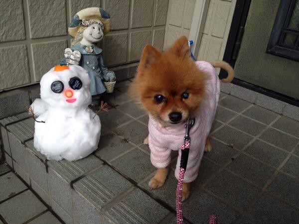 里親募集中 捨て犬 Ponzu Ponzu 大雪でびっくりしましたが 柴犬のリキは日本犬らしく犬は喜び庭駆け回り でした ポンズは雪だるまとツーショットしました 捨て犬 里親募集 埼玉 犬 ポメラニアン Http T Co Ur2jikzqpj