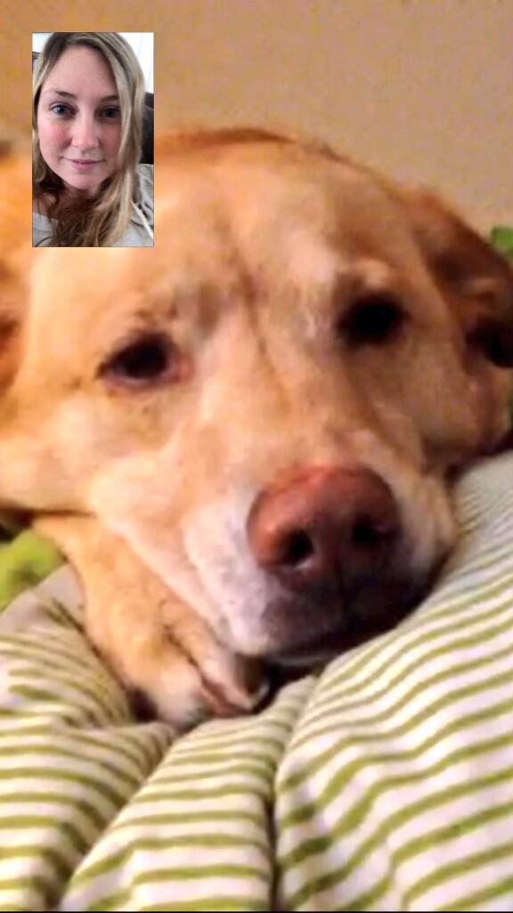 My Saturday was the coolest. FaceTimed with my enthusiastic niece. Now I'm watching a 2012 taping of a dog show #not