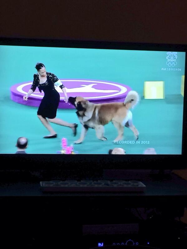 Watching a re-run of a Dog Show. Not quite as entertaining without <a href="/janemarielynch/">Jane Lynch</a> #dogshopping #dogshow