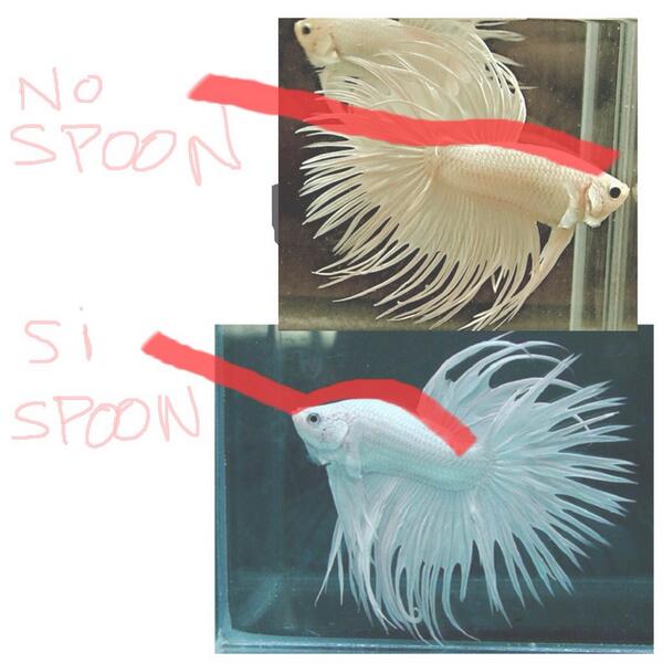 PV Pocket Guide (@puertovallarta3) on Twitter photo 