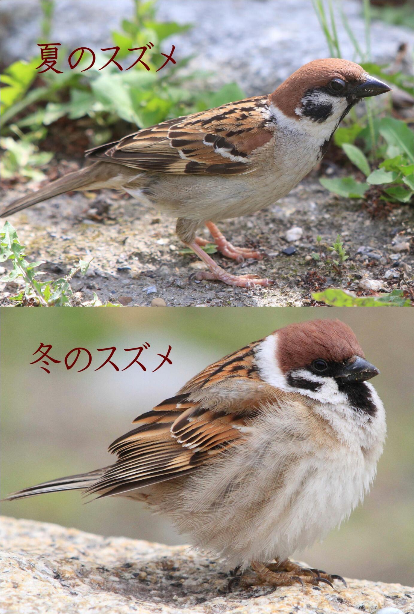 片柳弘史 夏のスズメと冬のスズメの写真を並べてみました 同じ鳥が 季節によってこれほどまでに姿を変えるとは まるで別人 別鳥 のようです Http T Co Ialahnixmi