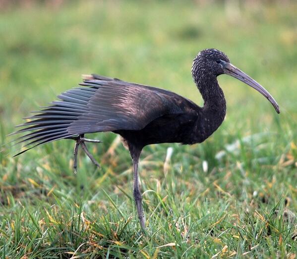 KevanBrett's tweet image. Glossy Ibis at Martham, Norfolk on Saturday @_BTO