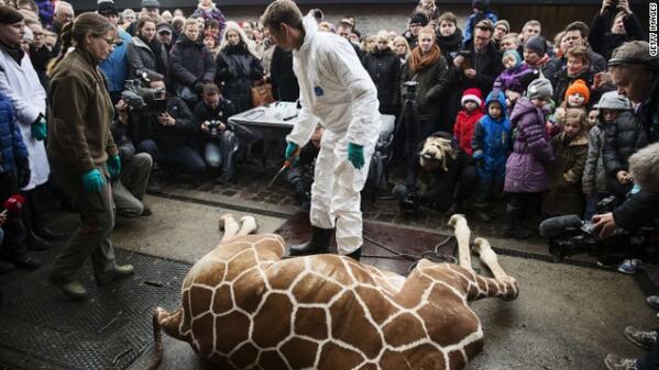 cnnbrk's tweet image. Zoo kills healthy giraffe, saying it has a duty to avoid inbreeding. cnn.it/LLYuya