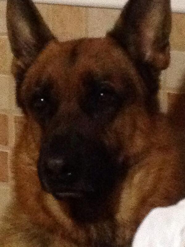 cachucaro's tweet photo. Mientras más conoces a la personas más y más quiero a mi perro http://t.co/Ca416fxb9R