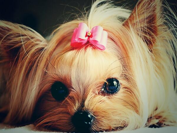 OficialPerros's tweet photo. http://t.co/wLRbChmowV