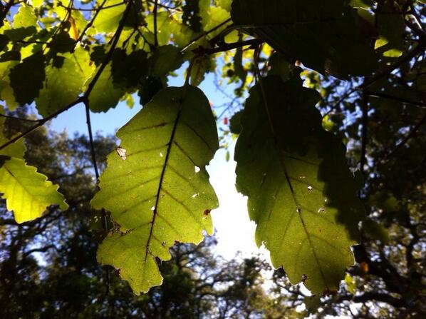 LamariOficial's tweet photo. Una luz entre las sombras... http://t.co/3oEOMeebA8