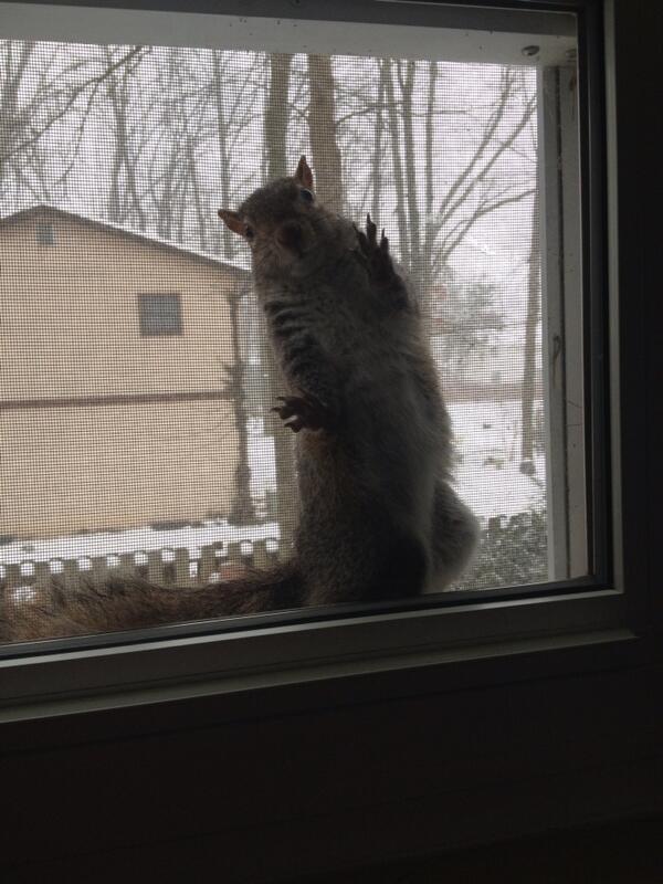 TimtheSquirrel's tweet image. I had an interesting encounter with humans today