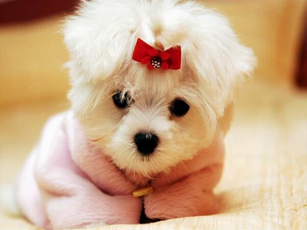 OficialPerros's tweet photo. http://t.co/7vRODLSa20