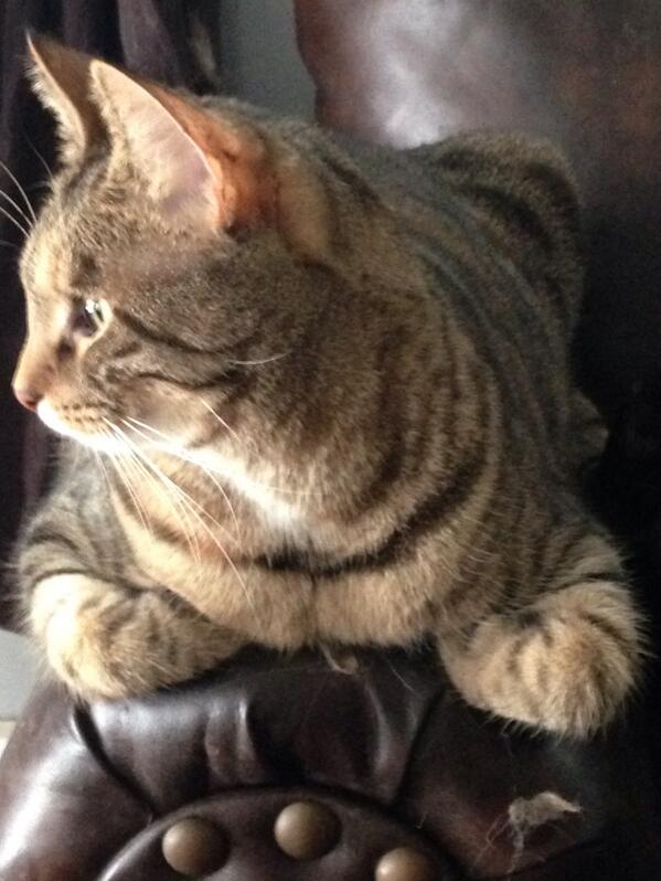 ThatInspector's tweet image. My helper for today's inspection. Love the way he tucks his paws when laying down!