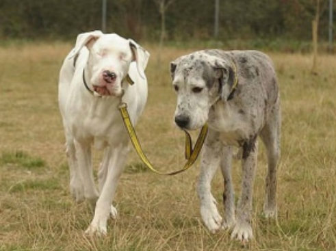 UnPutoAmor's tweet photo. Lily la gran danes ciega que vive gracias a su inseparable amigo Maddinson, realmente conmovedor... http://t.co/UXWDuq9Qp1