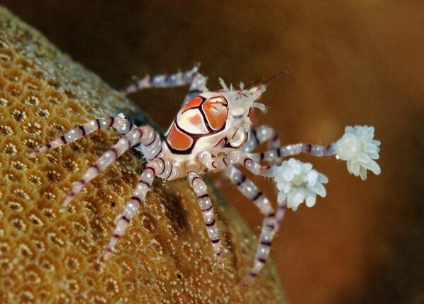 picsoftheocean's tweet photo. A Boxer Crab holds on to Sea Anemones like pom-poms and uses them to fend off predators. http://t.co/f2wiC9AQZR