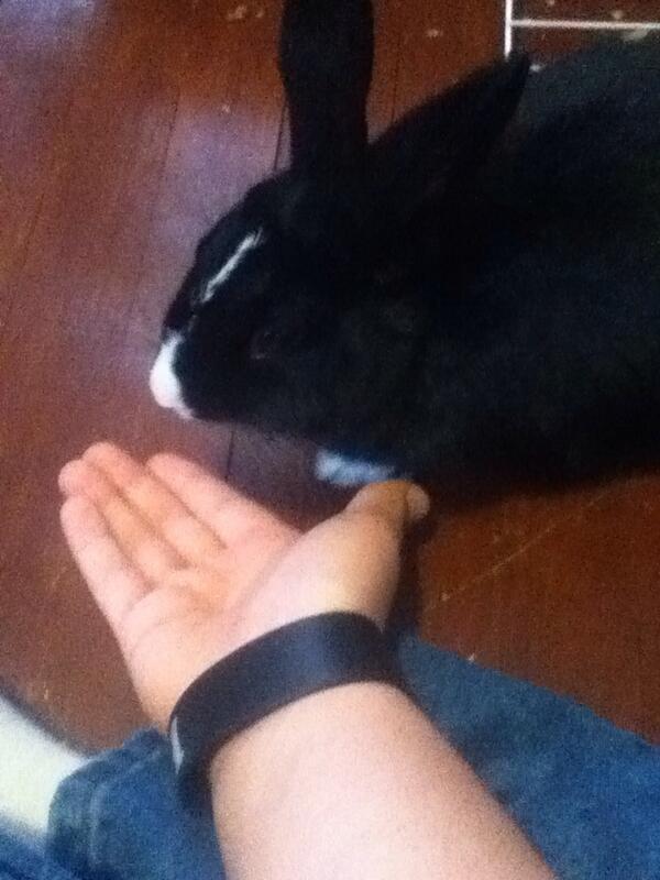 FogTwists's tweet image. Yo guys go follow my friend @xXGreatxD34thXx bc he has an awesome bunny&amp;amp; he's my best friend  it would help alot! Thx