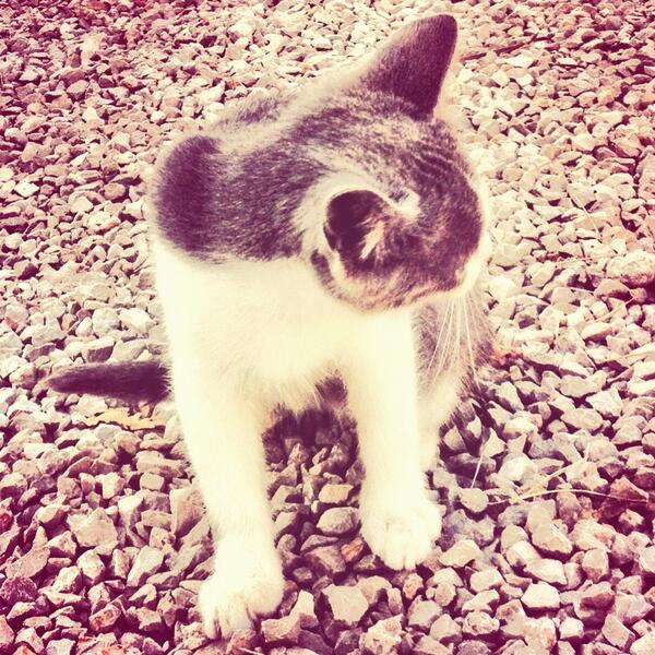 Mariacristina Funaro tweet media