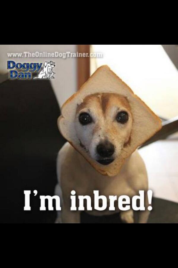 SailorGerry73's tweet image. @isabelleklea14 Drôle de chien aussi #UnInBread #Toastee #lol