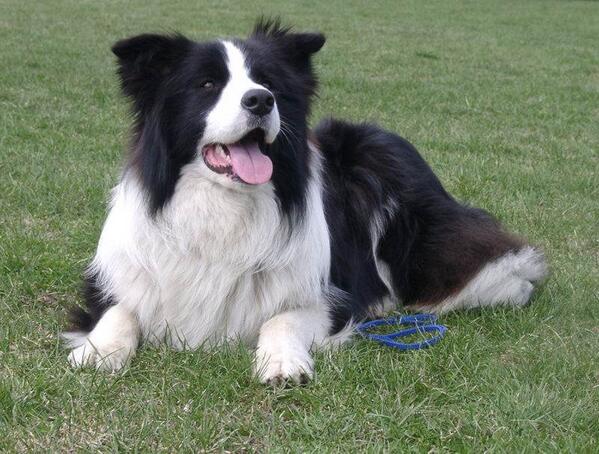 roycoello's tweet photo. @CdSatelite regalo border collie de 2 años excelente y fino si alguien le interesa http://t.co/YLsy2jgaK9
