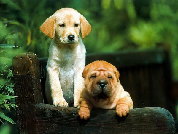OficialPerros's tweet photo. BUENOS DIAS LUNES! http://t.co/ri3lG55eB0