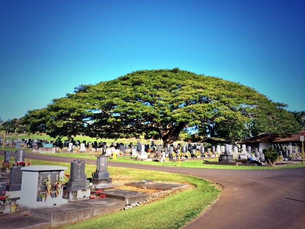 ScottHaws's tweet image. #cooltree came across this amazing tree giving life to this cemetery near Hilo. Had to snap a pic and share.